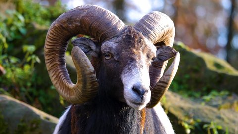 Close up of the head of a mouflon ram on sunny day in autumn.	
