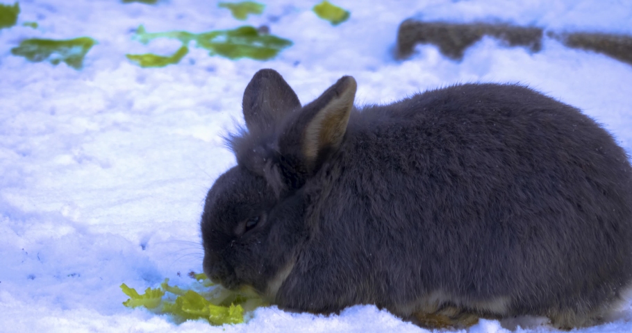 White Dwarf Rabbit image - Free stock photo - Public Domain photo - CC0 ...