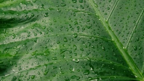 Rain falling on green plant leaf. Kachu pata or mammoth elephant ear bulb with water raindrops. Summer Rain Video Footage. Nature Rainy Season Background. Sound Effect. Selective Focus on foreground.