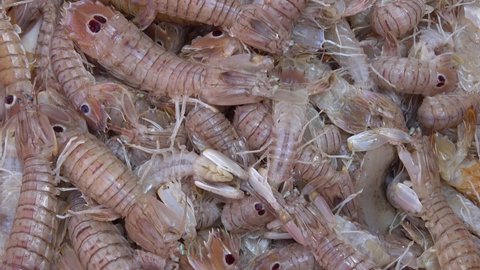 Mantis shrimp (pacchero, canocchia or pannocchia) typical mediterranean fish on fish market of Catania, Sicily. Footage 4k
