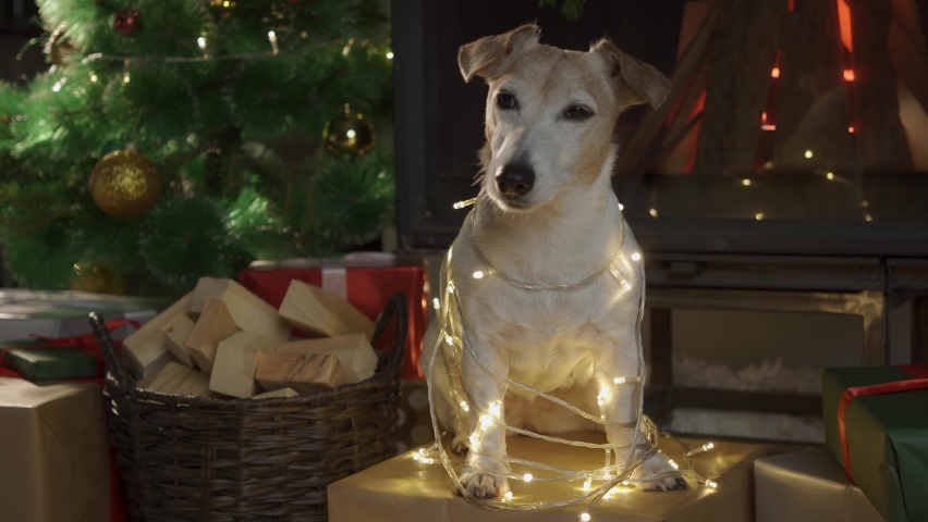 Dog sits wrapped in Christmas lights in front of a Christmas Tree. 