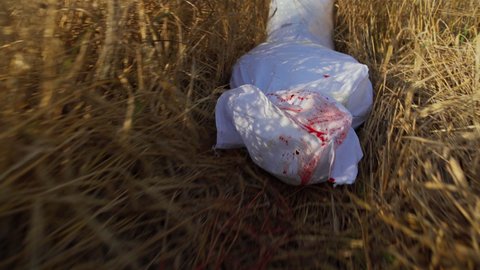Tilt up back view follow shot of anonymous killer dragging dead body in bloody white bag through wheat field, Halloween concept