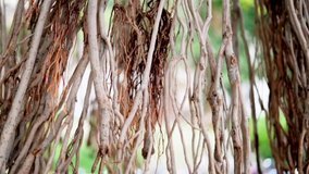 Long hanging banyan tree roots and branches