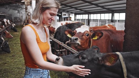 Young attractive woman caress black cow on dairy farm with brown cows eating grass on sunny background. Milky store business. Organic nutrition. Healthy lifestyle concept. Farmers insurance. 4K