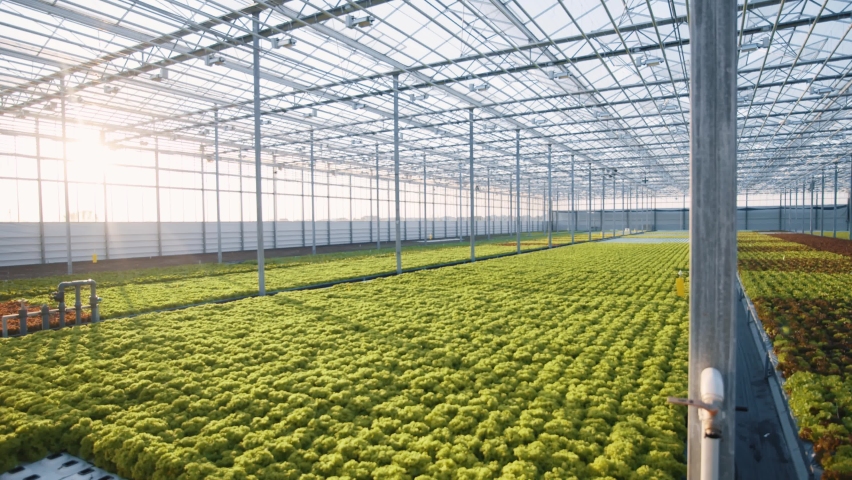 Tour in modern professional greenhouse. Large greenery plantation with varieties of vegetables and greens. Agronomy and agribusiness. Ecology. Health care. Royalty-Free Stock Footage #1060084451