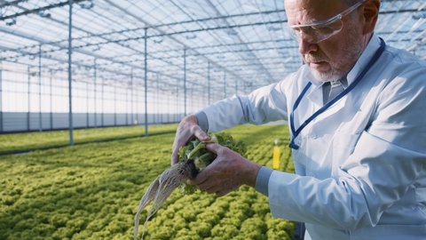 Caucasian elderly farmer wearing white coat, checking herbs and vegetable freshness, removing one beautiful green salad smiling successfully. Agrculture. Eco business. Organics concept.