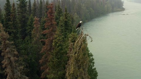 Aerial, tracking, drone shot, of a bald eagle, sitting on a spruce tree, at a river, in Alaskan woods, on a misty, summer day, in Kenai Peninsula, Alaska, USA - Haliaeetus Leucocephalus