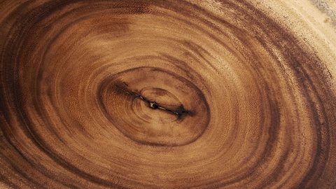 Wooden circle Stump slowly rotates close-up background. Saw cut wood spinning closeup background.