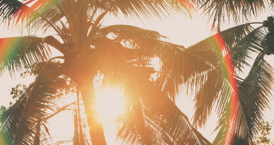 Silhouettes of palm trees swaying in the wind with sunset.  Royalty-Free Stock Footage #1060090862