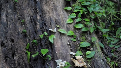 Forest mushrooms on tree trunk,Mushrooms forest in autumn,Ecology Concept