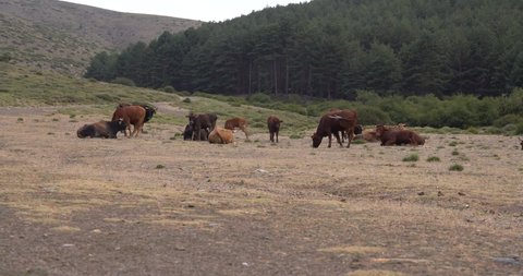 herd of cows grazing on the mountain, the grass is dry, there is a pine forest