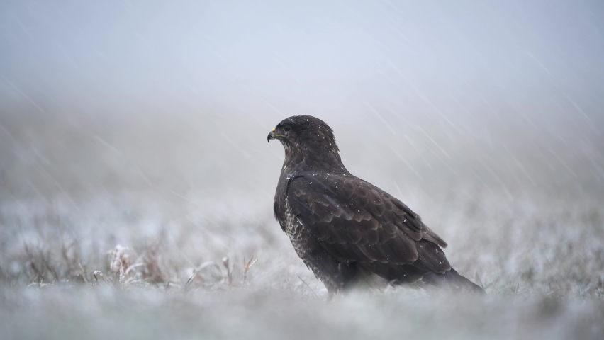 Common buzzard ( Buteo buteo ) close up	