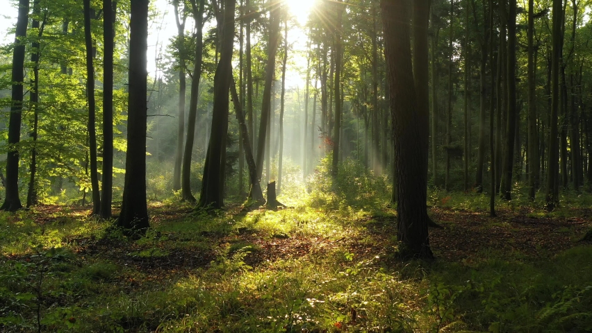 beautiful sunlight forest aerial footage Stock Footage Video (100% ...