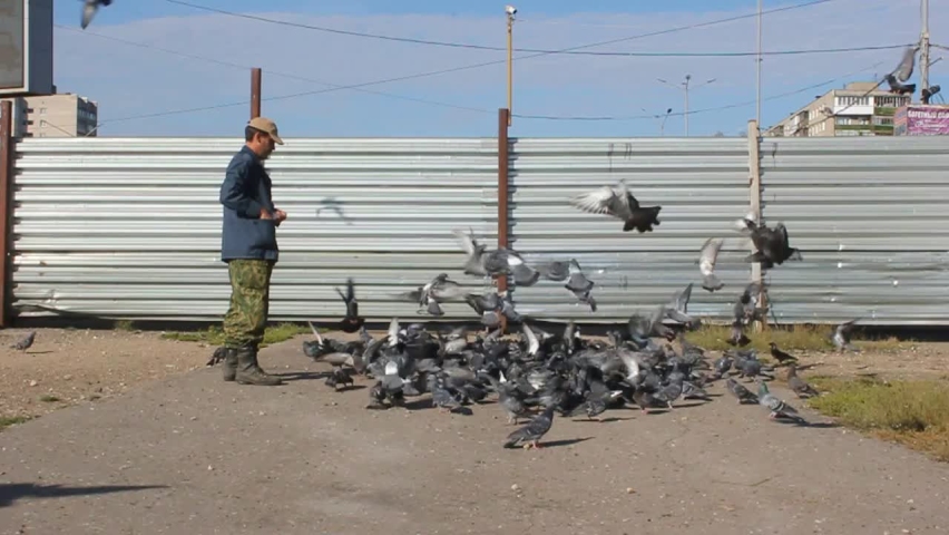 A man feeds city birds with his hands. Pigeons are not afraid of people.