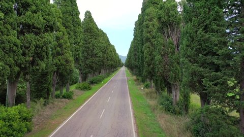 Bolgheri, an avenue of Tuscan cypress trees taken by drone