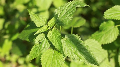 Photo of a plant nettle. Nettle with fluffy green leaves. Background Plant nettle grows in the ground.  