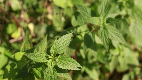 Photo of a plant nettle. Nettle with fluffy green leaves. Background Plant nettle grows in the ground.  