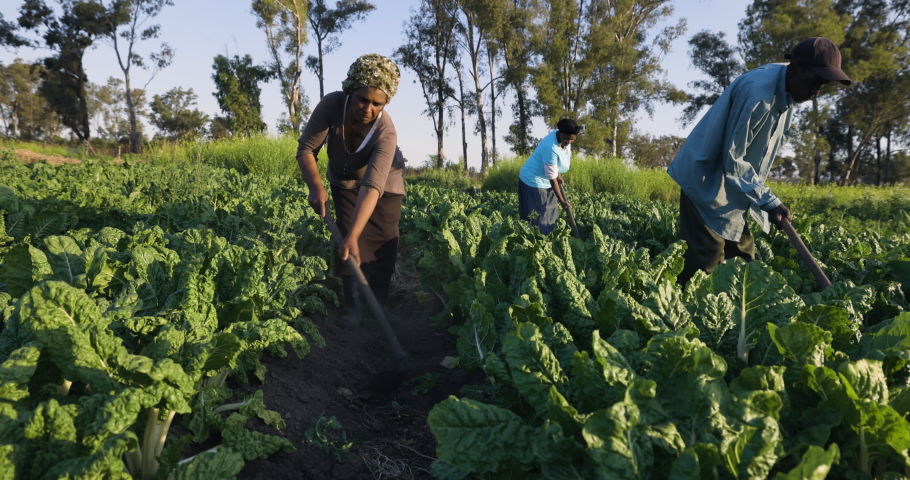 Black African emerging male and female farmers using a hoe to work in their spinach crop  Royalty-Free Stock Footage #1060102775