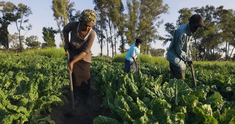 Black African emerging male and female farmers using a hoe to work in their spinach crop 