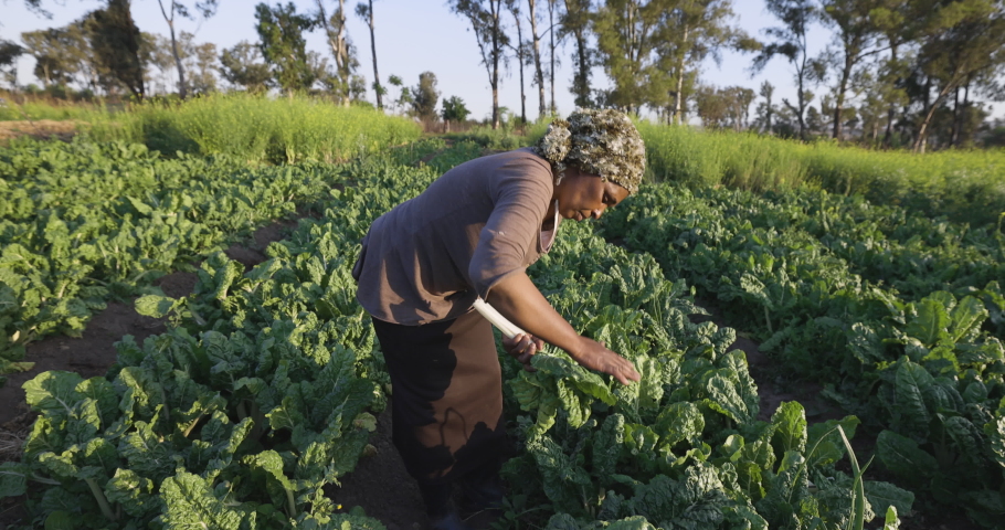 Black African emerging female farmer picking spinach she has grown in her vegetable garden | Shutterstock HD Video #1060103360