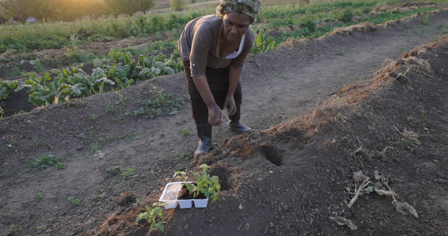 Black African emerging female farmer planting tomato seedlings in her vegetable garden Royalty-Free Stock Footage #1060103714