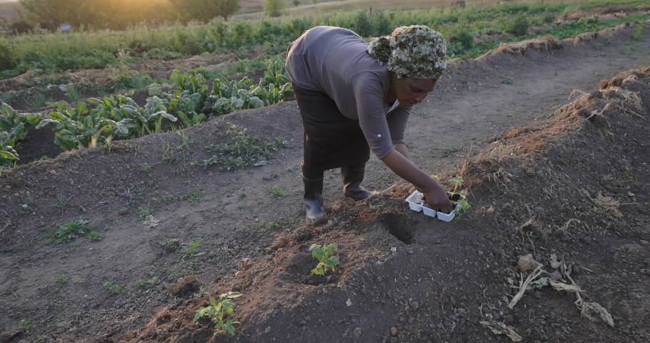 Black African emerging female farmer planting tomato seedlings in her vegetable garden
