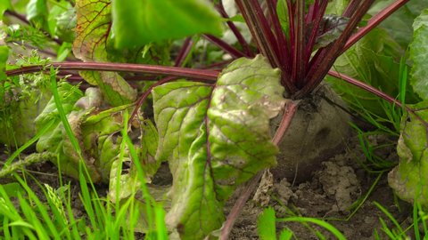 Red beets grow in the garden. Green shoots, panorama.