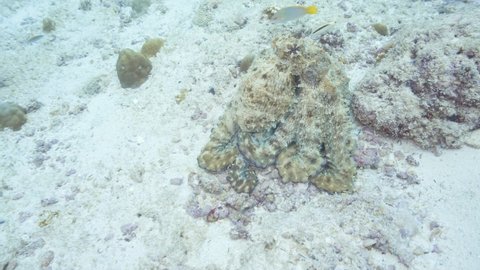 Octopus trying and hide on the reef in maldives