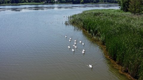 Group of white swans. Beautiful young swans swimming on the river in summer. Birds floating on water. View from above.