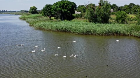 Flock of swans on water. Many white birds floating on the river in the countryside. Wild swans on the lake in summer. Beautiful nature.