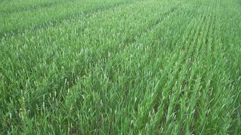 Field of ripe unharvested cereals of various varieties