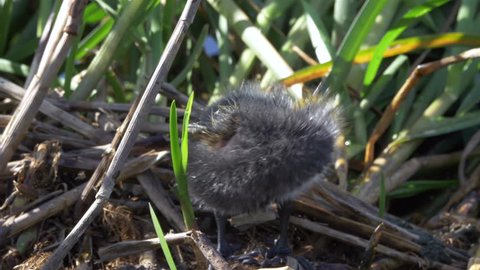 A closeup of a very cute and adorable coot baby chick cleaning its feathers. It later loses its balance and falls over in a funny way. Falling adorably.

Location: Lund, Sweden, Scandinavia.