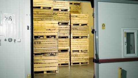 apple storage. warehouse. stacks of wooden crates with apples in huge airless storage fridge camera, special storage room in warehouse. apple storage technology
