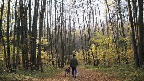 A young man in jeans and shirt khaki walking with a dog breed kurzhaar in the autumn forest. Concept: man's best friend. The camera follows a man with a dog walking through an autumn forest.