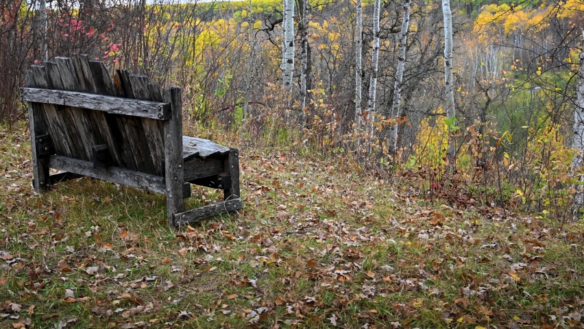 Old weathered wooden bench overlooking an autumn forest with colorful trees.  The trees and leaves are moving in a strong wind. 