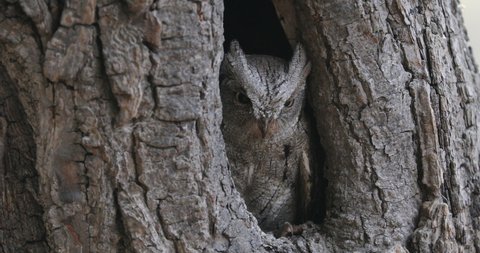 European scops owl, Otus scops, in tree hole at sunrise. Small owl peeks out from trunk. Bird also known as Eurasian scops owl. Wildlife scene. Morning in nature.