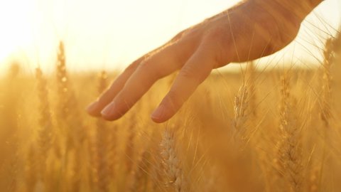 SLOW MOTION, LENS FLARE, CLOSE UP, DOF: Carefree young woman runs her hand through a golden-lit field of wheat. Unrecognizable girl touching rustling wheat spikes on a picturesque summer morning.