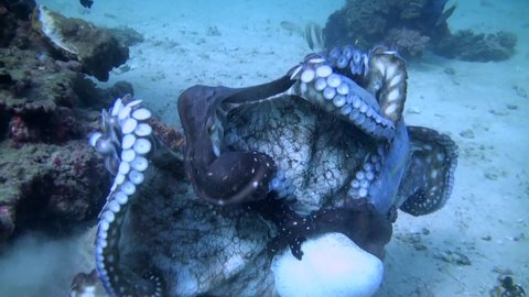 
Two Octopi Cyanea Fighting - Philippines