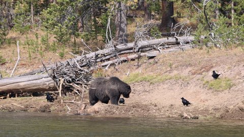 Grizzly bear standing over its bull elk kill buried in the dirt along the Yellowstone River as ravens try to scavenge from the carcass.