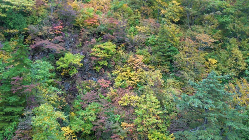 Colorful autumn leaves on mountains and valleys. Bird