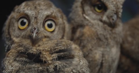 Close up of a cute baby owl looking at the camera, studio footage, 4k