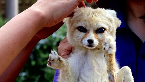 Nagasaki Prefecture in Japan. The ear cleaning scenery of the fennec.