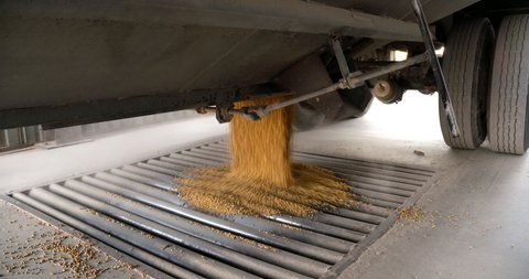soybeans are unloaded from a harvest truck at grain elevator