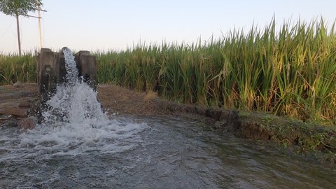 Tube well in rice (paddy) field irrigating the fields in Punjab, India