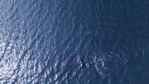 Young Whale jumping out of the water - Aerial top down view