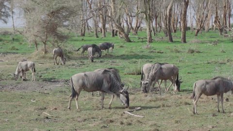 Gnus / wildebeests grazing peacefully in a small herd on scarcely vegetated ground. Slow motion footage of connochaetes during forage in mid sized group. Tsavo East, Kenya.