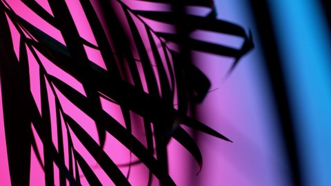 Silhouette Shadow of Palm Leaves Motion by Natural Wind Isolated on Neon Background. Super Slow Motion Filmed on High Speed Cinema Camera at 1000 fps.