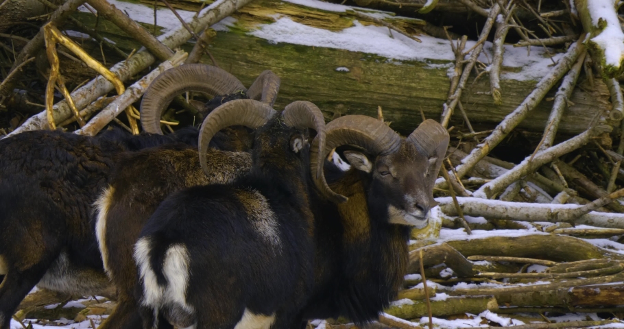 A few mouflon sheep, ram standing around in the snow