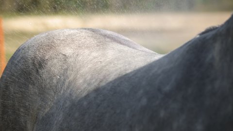 Back close view: Grey horse enjoys spraying shower with sparkling water drops