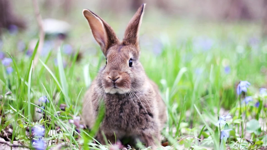 portrait of a cute fluffy brown rabbit with big ears, looking directly at the camera, green flower meadow in a spring forest with a beautiful blurred background and boke. Concept for spring holidays Royalty-Free Stock Footage #1060142417